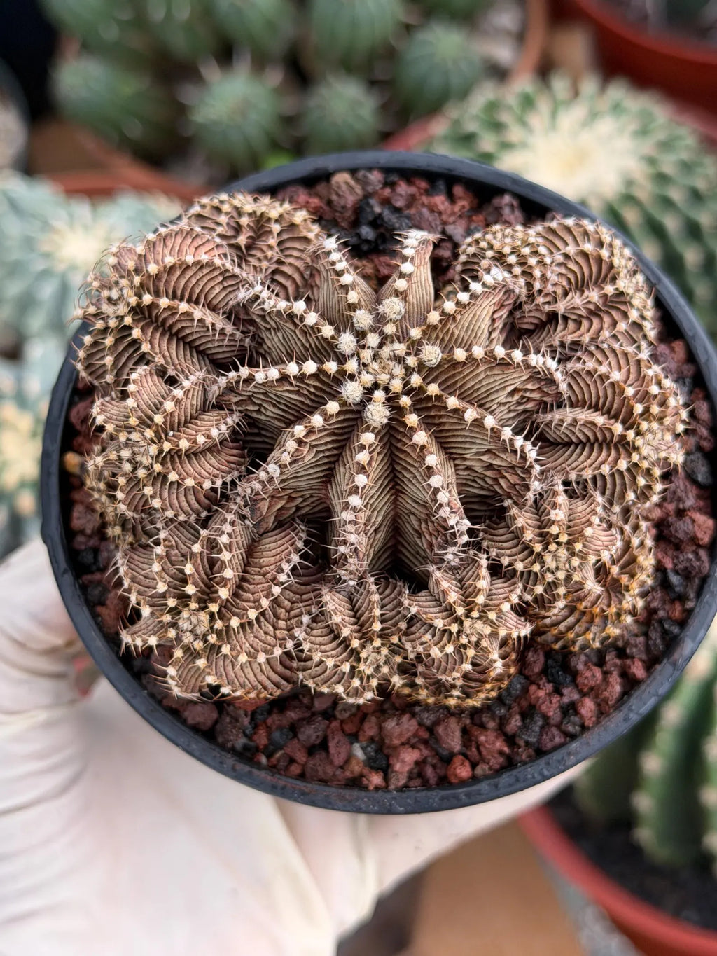 Gymnocalycium R9001 Cluster Live Cactus – Rare Collector Plant #88