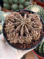 Gymnocalycium R9001 Cluster Live Cactus – Rare Collector Plant #88