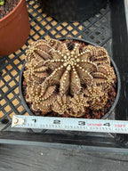 Gymnocalycium R9001 Cluster Live Cactus – Rare Collector Plant #88