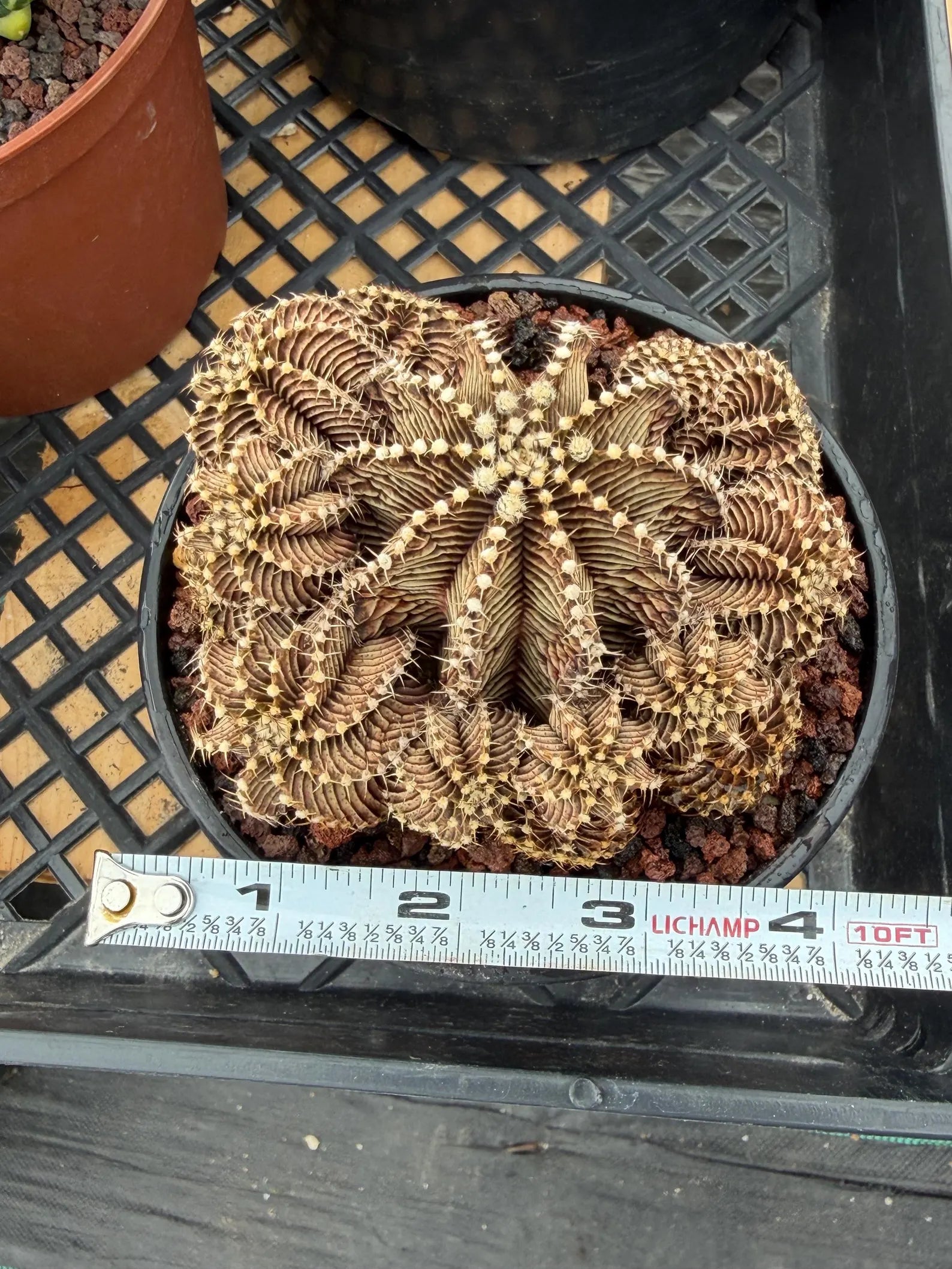 Gymnocalycium R9001 Cluster Live Cactus – Rare Collector Plant #88