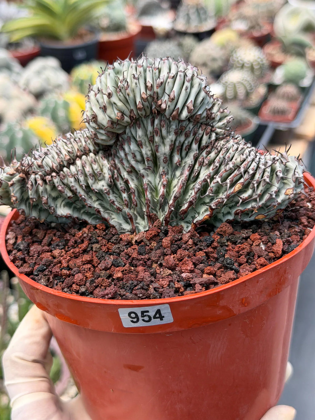 Crested Euphorbia Confinalis Grafted | Rare Live Collector Succulent #954