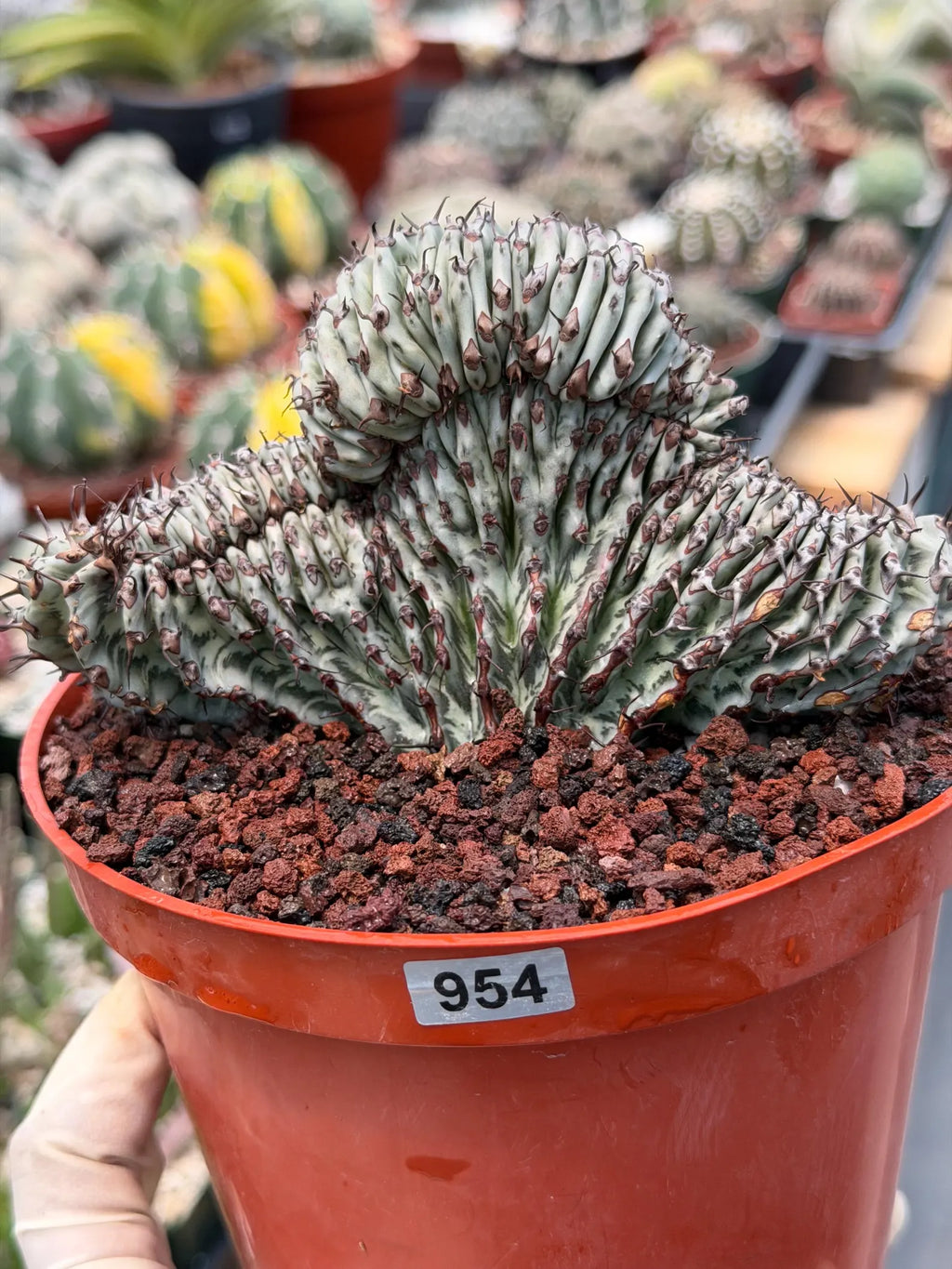 Crested Euphorbia Confinalis Short Graft Rare Spiked Plant #954