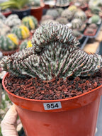 Crested Euphorbia Confinalis Short Graft Rare Spiked Plant #954