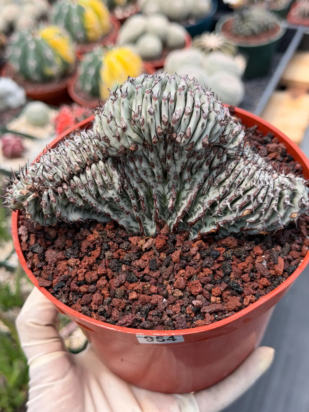 Crested Euphorbia Confinalis Short Graft Rare Spiked Plant #954