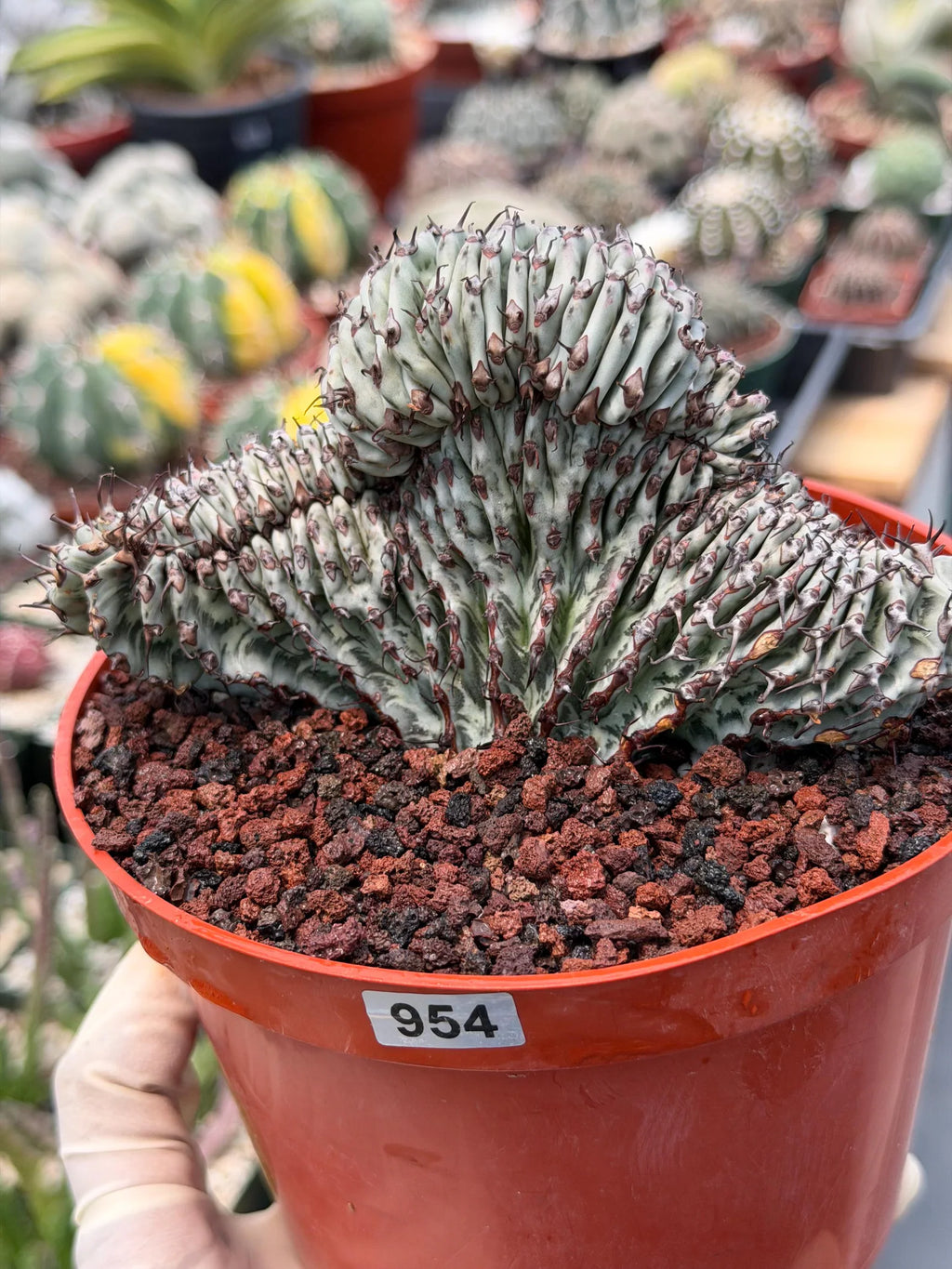 Crested Euphorbia Confinalis Grafted | Rare Live Collector Succulent #954