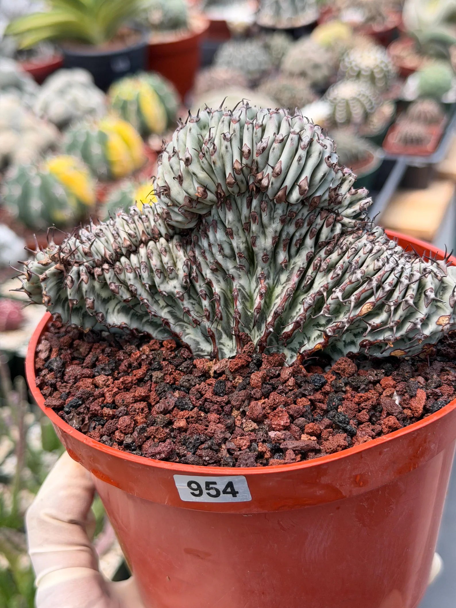 Crested Euphorbia Confinalis Grafted | Rare Live Collector Succulent #954
