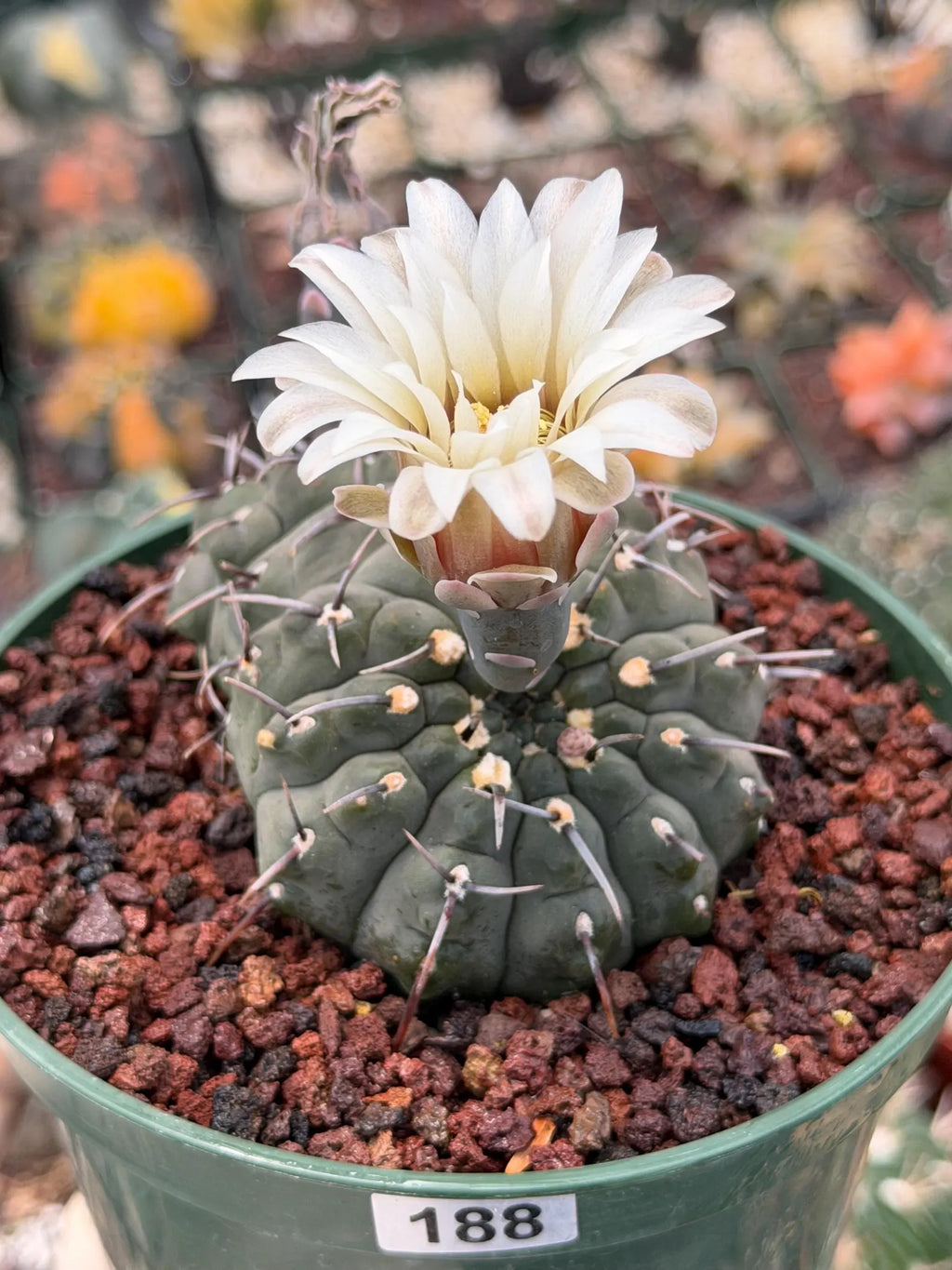 Crested Gymnocalycium Vatteri Cactus | Rare Collector Plant #188