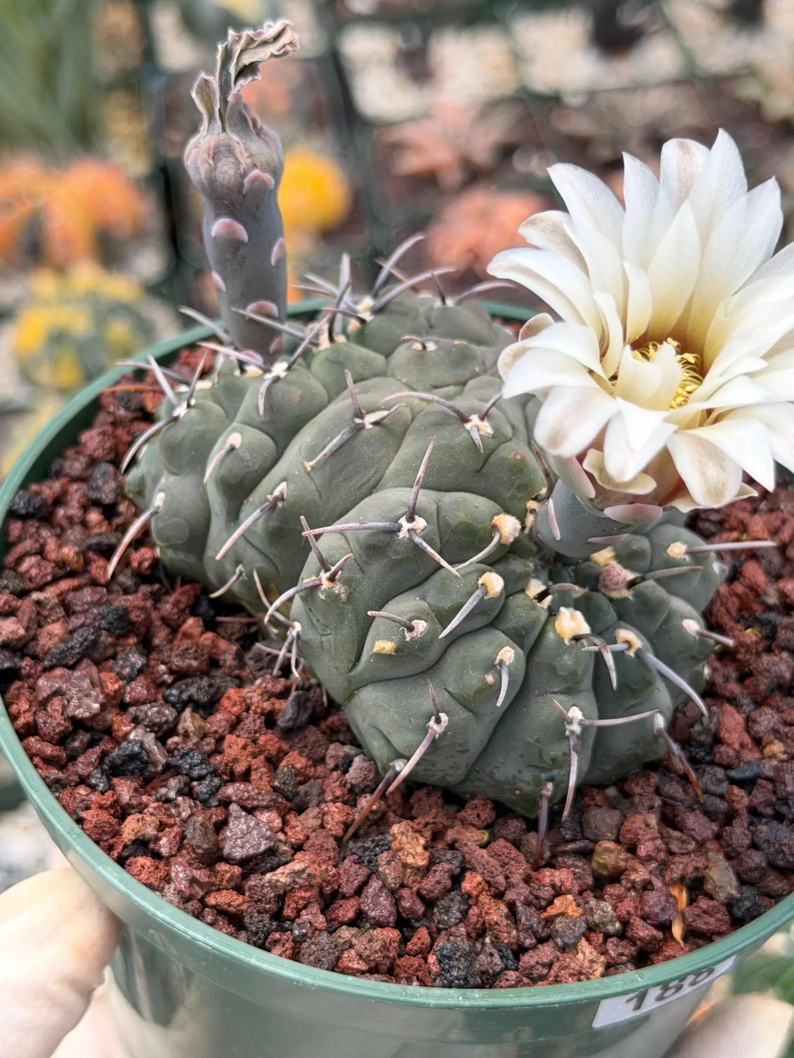 Crested Gymnocalycium Vatteri Cactus | Rare Collector Plant #188