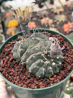 Crested Gymnocalycium Vatteri Cactus | Rare Collector Plant #188
