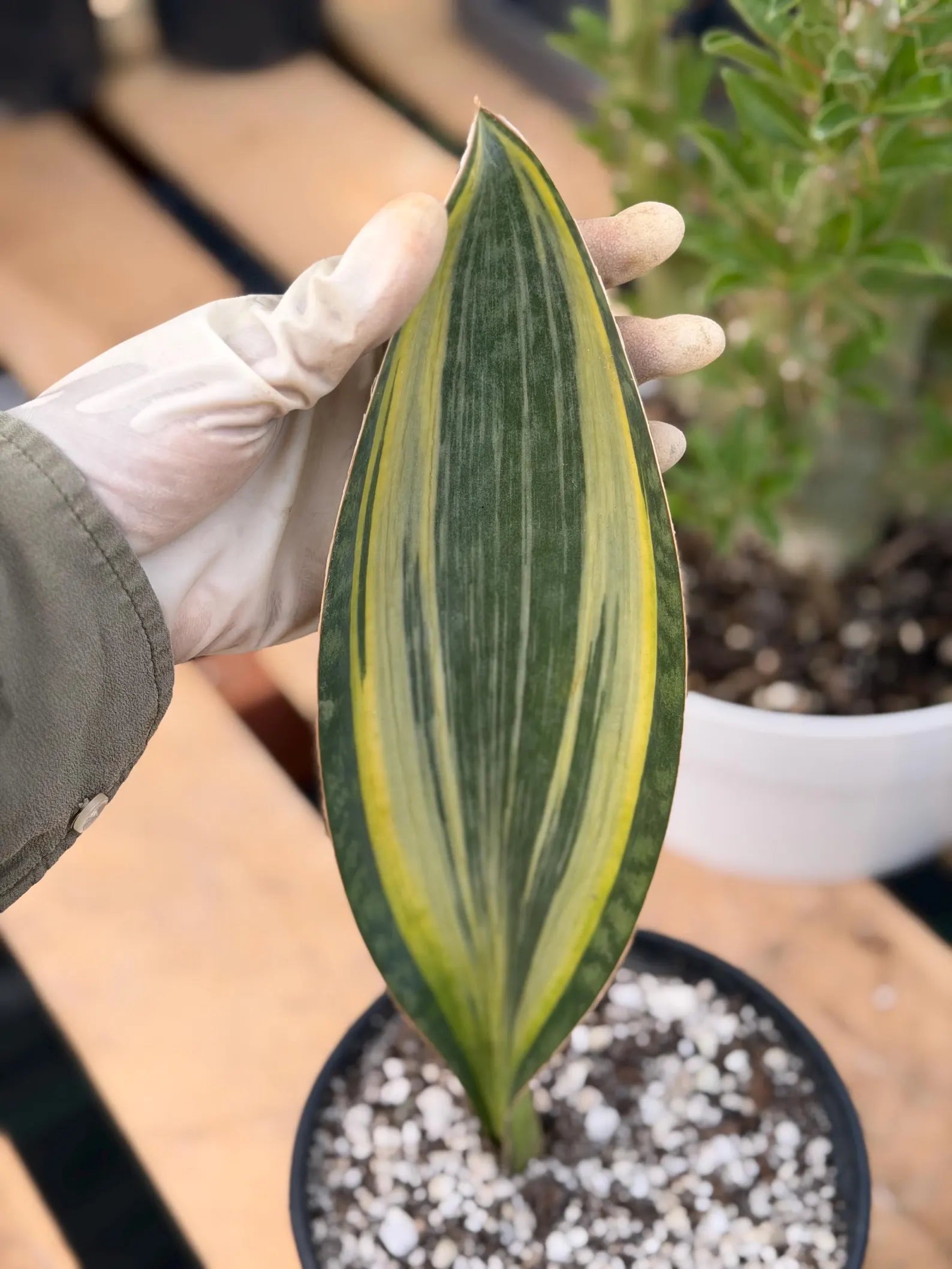 Variegated Sansevieria Mason's Congo | Rare Snake Plant | Easy Care Houseplant