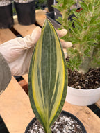 Variegated Sansevieria Mason's Congo | Rare Snake Plant | Easy Care Houseplant