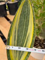 Variegated Sansevieria Mason's Congo | Rare Snake Plant | Easy Care Houseplant