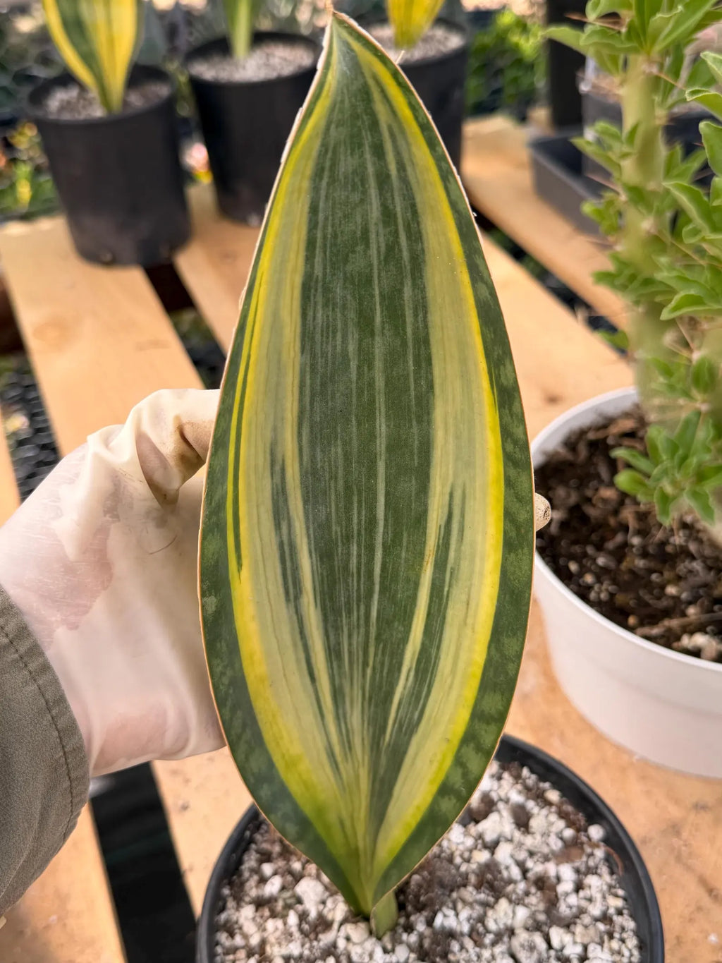 Variegated Sansevieria Mason's Congo | Rare Snake Plant | Easy Care Houseplant