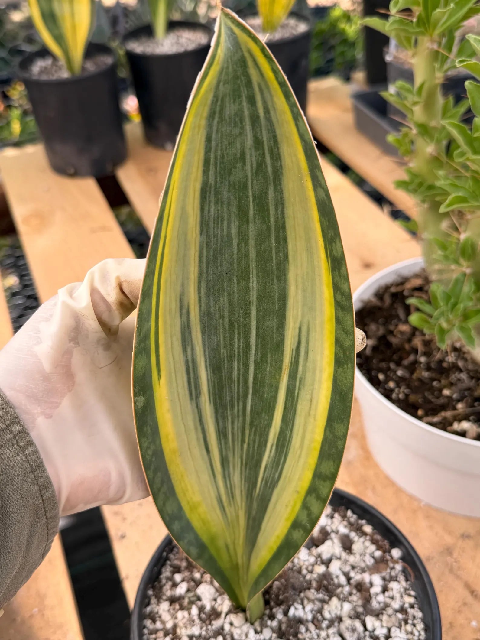 Variegated Sansevieria Mason's Congo | Rare Snake Plant | Easy Care Houseplant