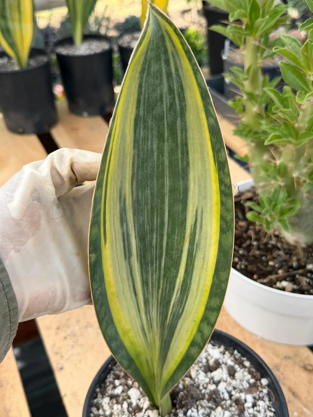 Variegated Sansevieria Mason's Congo | Rare Snake Plant | Easy Care Houseplant