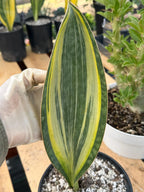 Variegated Sansevieria Mason's Congo | Rare Snake Plant | Easy Care Houseplant