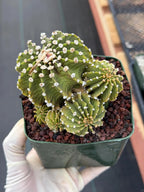 Gymnocalycium LB Cluster Seed Grown Rare Live Cactus – Plant #365
