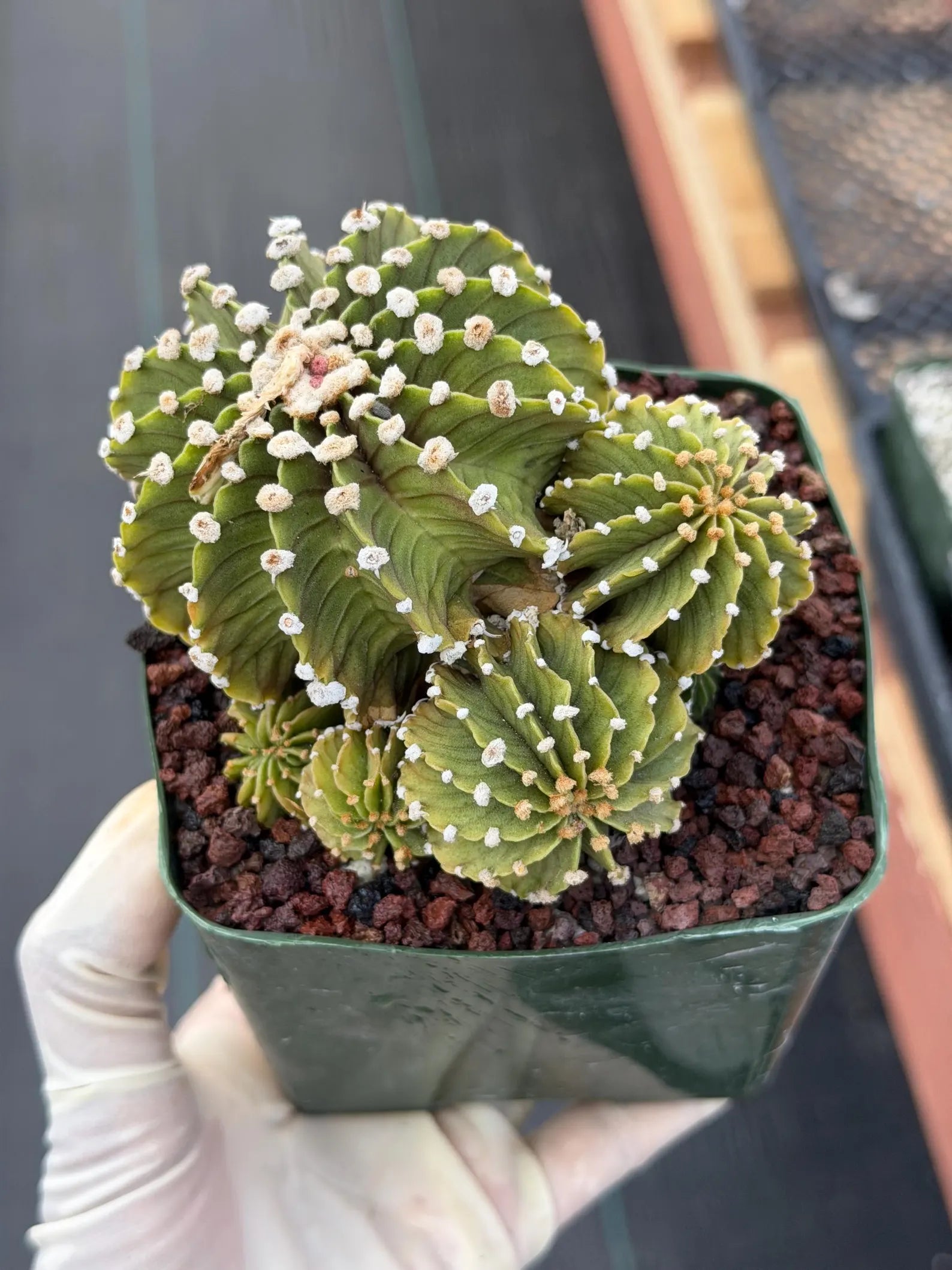 Gymnocalycium LB Cluster Seed Grown Rare Live Cactus – Plant #365