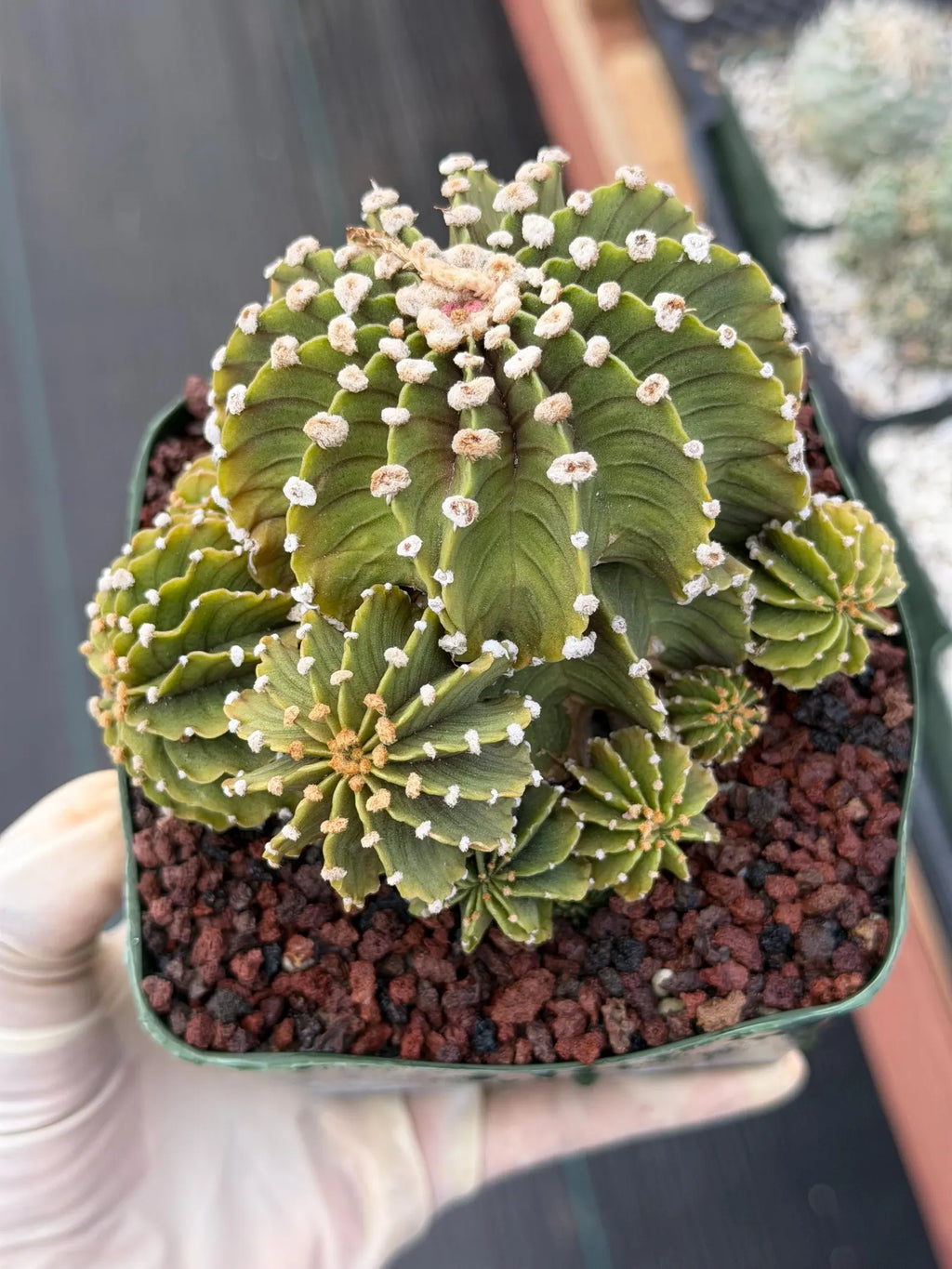 Gymnocalycium LB Cluster Seed Grown Rare Live Cactus – Plant #365