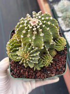 Gymnocalycium LB Cluster Seed Grown Rare Live Cactus – Plant #365