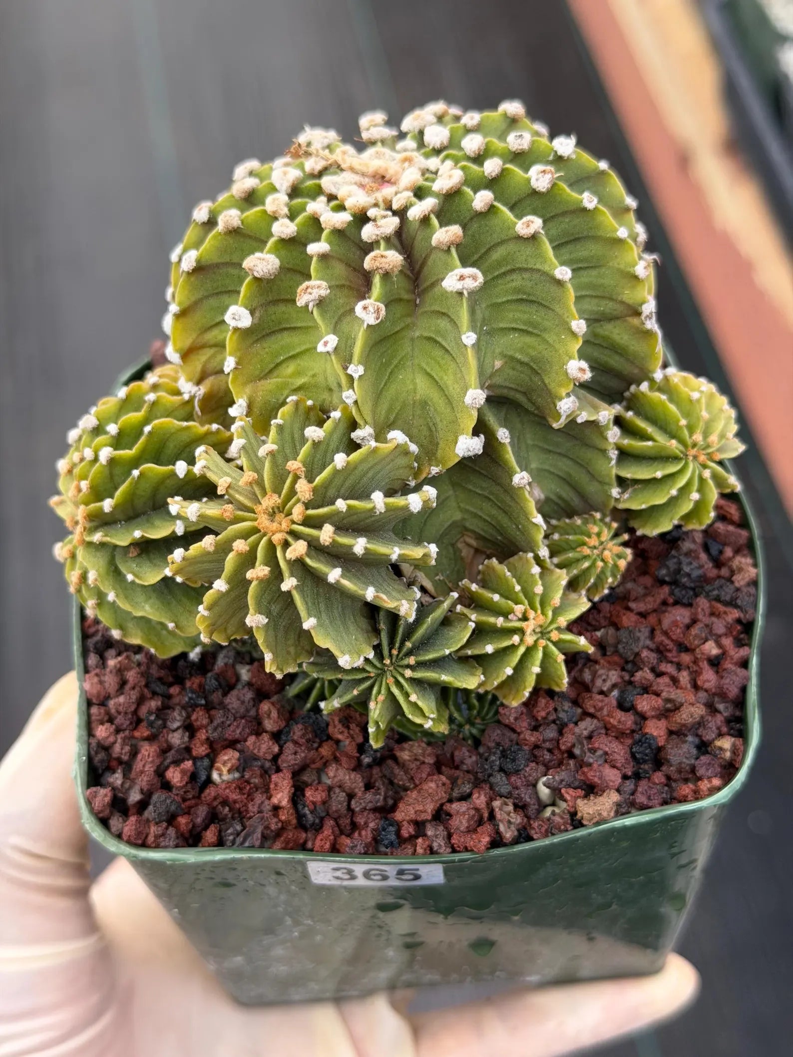 Gymnocalycium LB Cluster Seed Grown Rare Live Cactus – Plant #365
