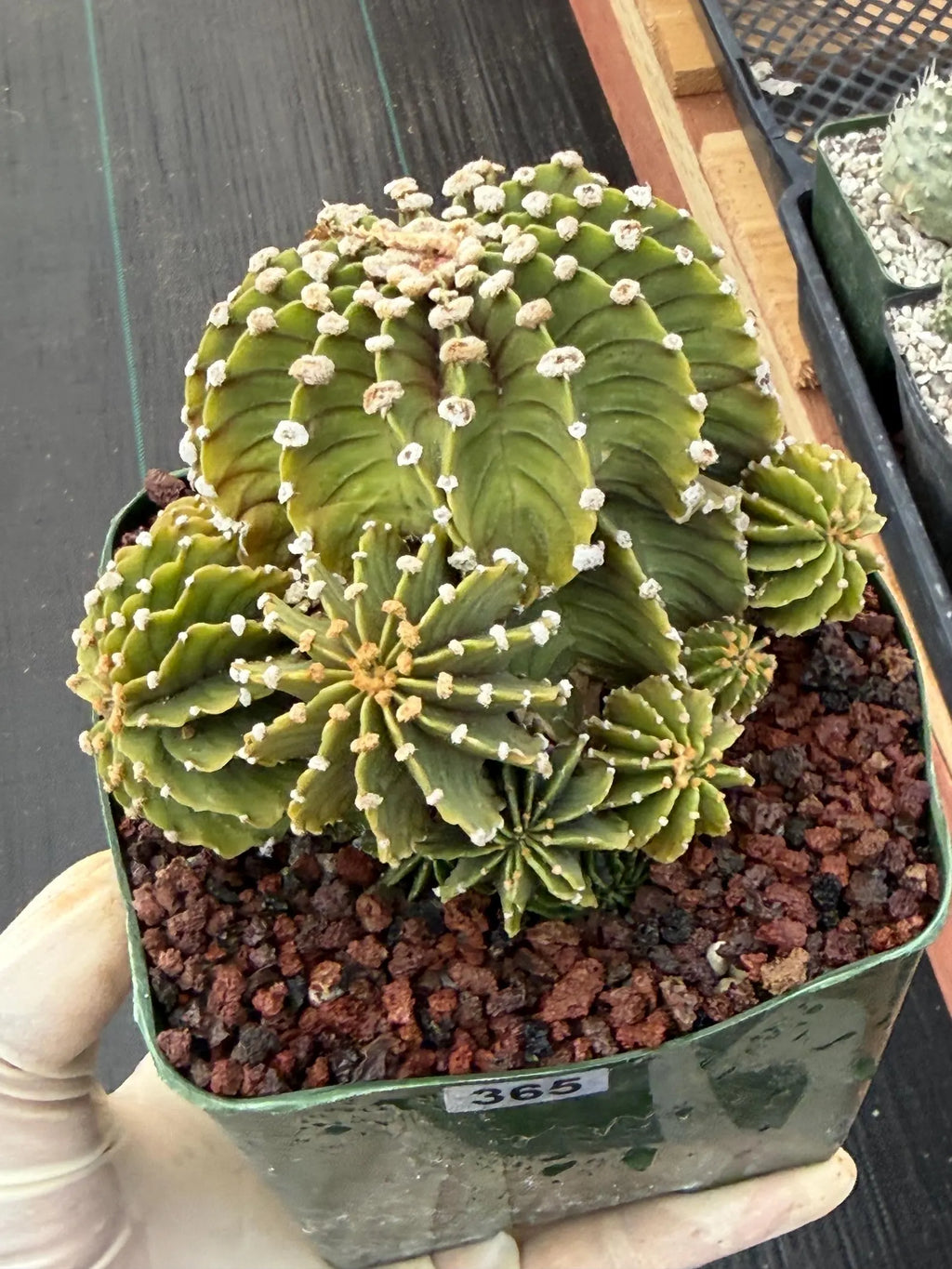 Gymnocalycium LB Cluster Seed Grown Rare Live Cactus – Plant #365