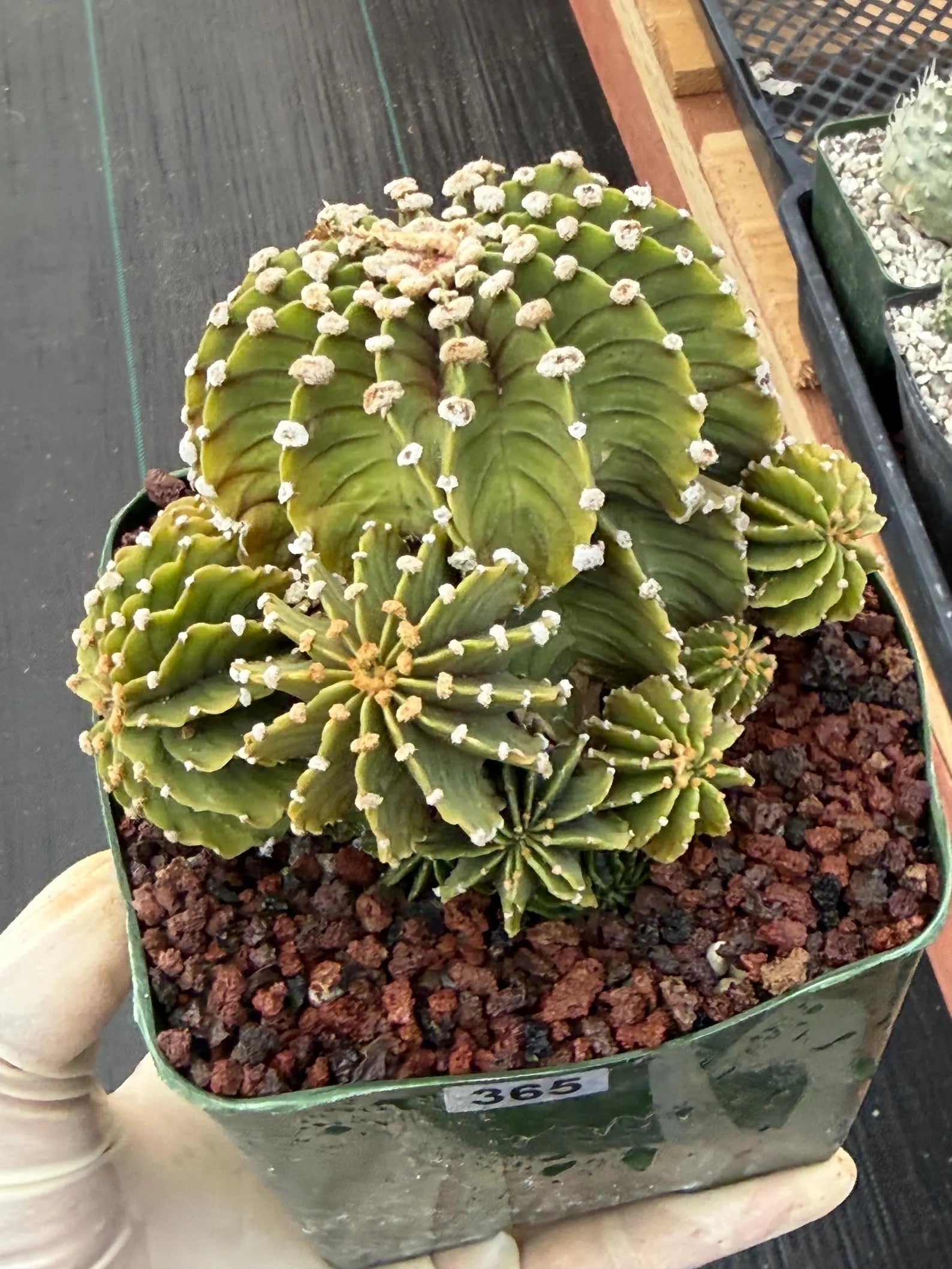 Gymnocalycium LB Cluster Seed Grown Rare Live Cactus – Plant #365
