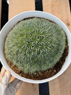 Deuterocohnia Brevifolia #966