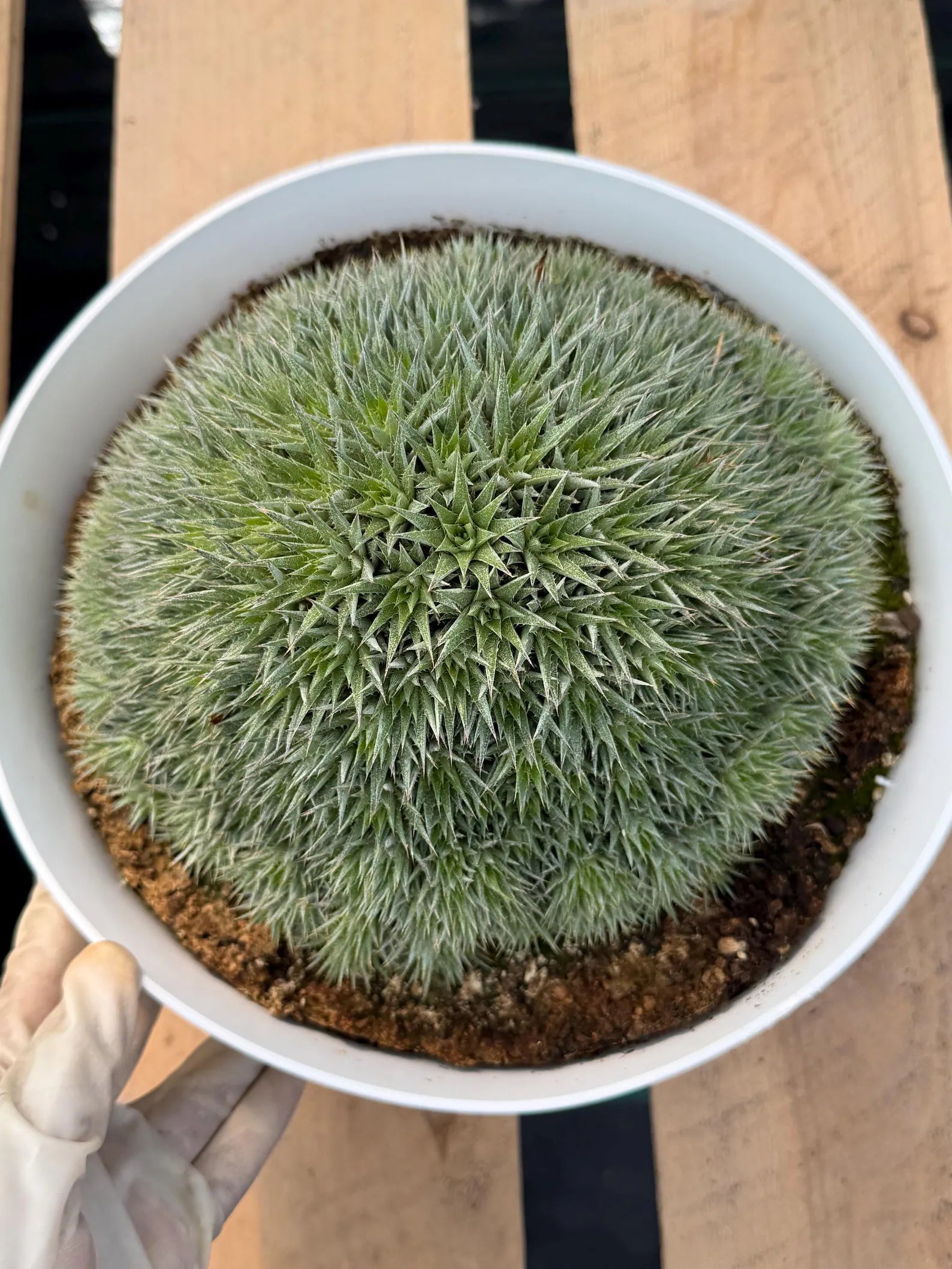 Deuterocohnia Brevifolia #966