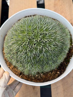 Deuterocohnia Brevifolia #966