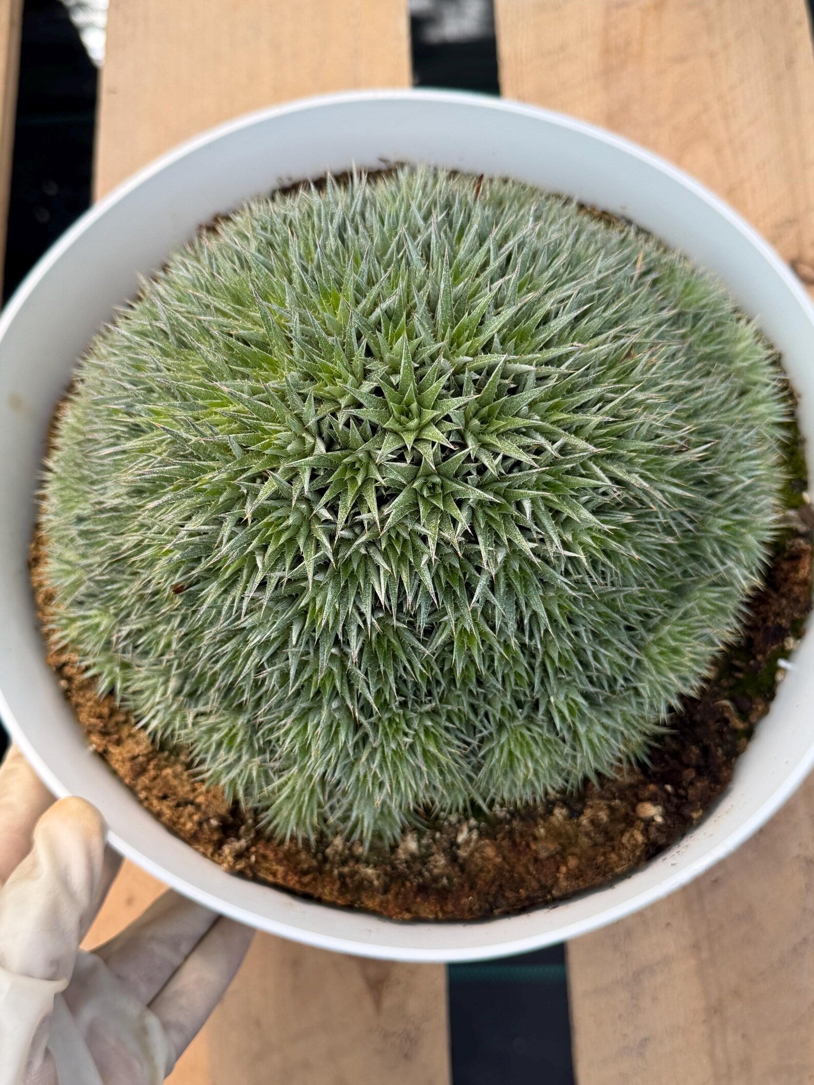 Deuterocohnia Brevifolia #966