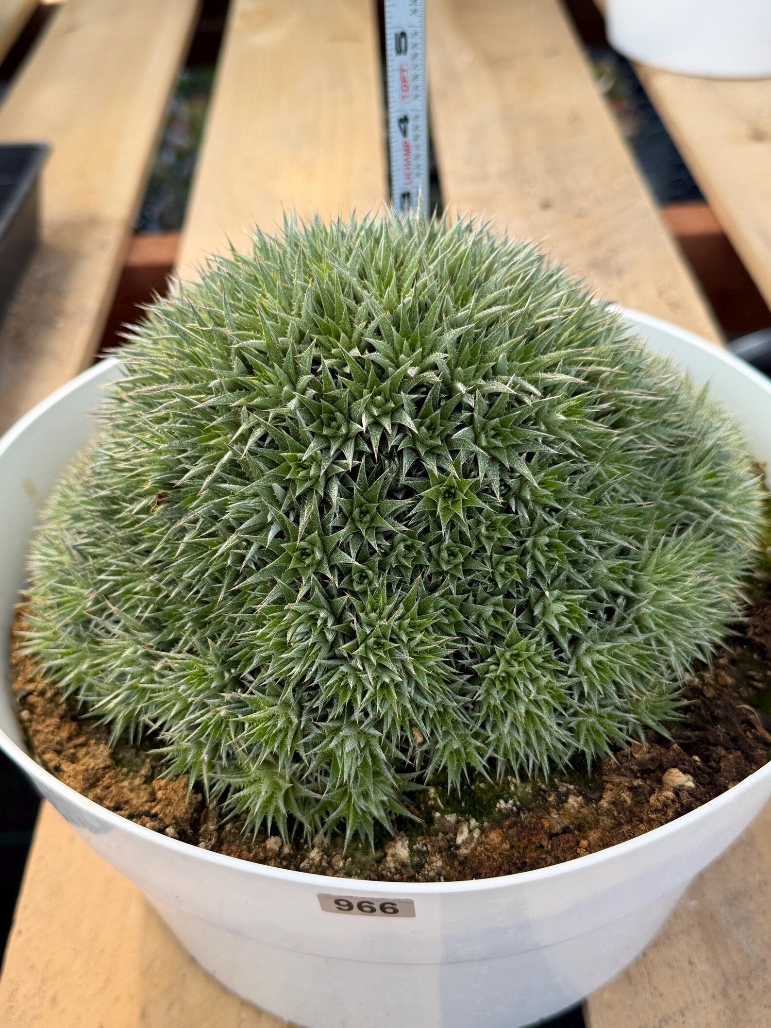 Deuterocohnia Brevifolia #966