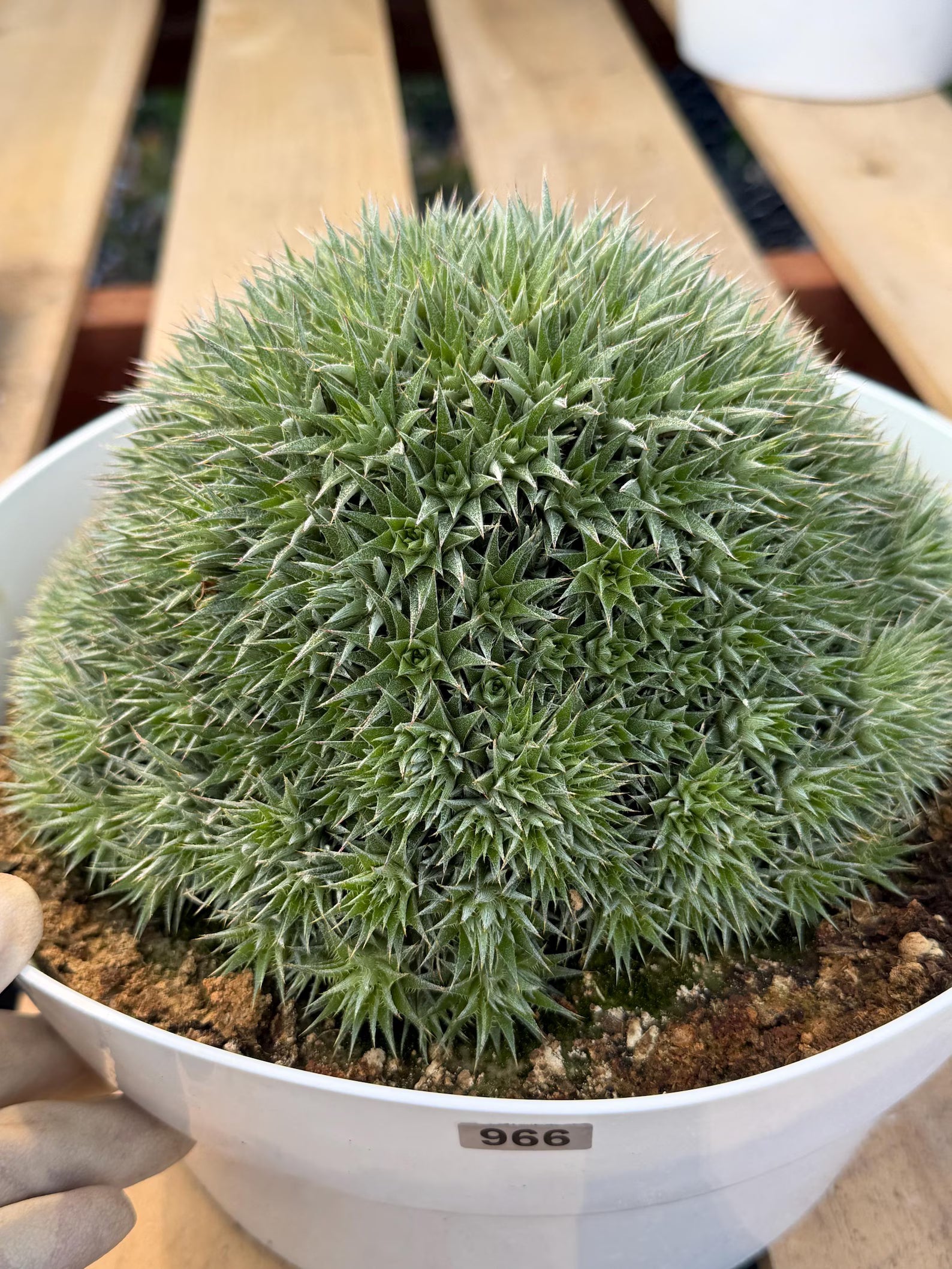 Deuterocohnia Brevifolia #966