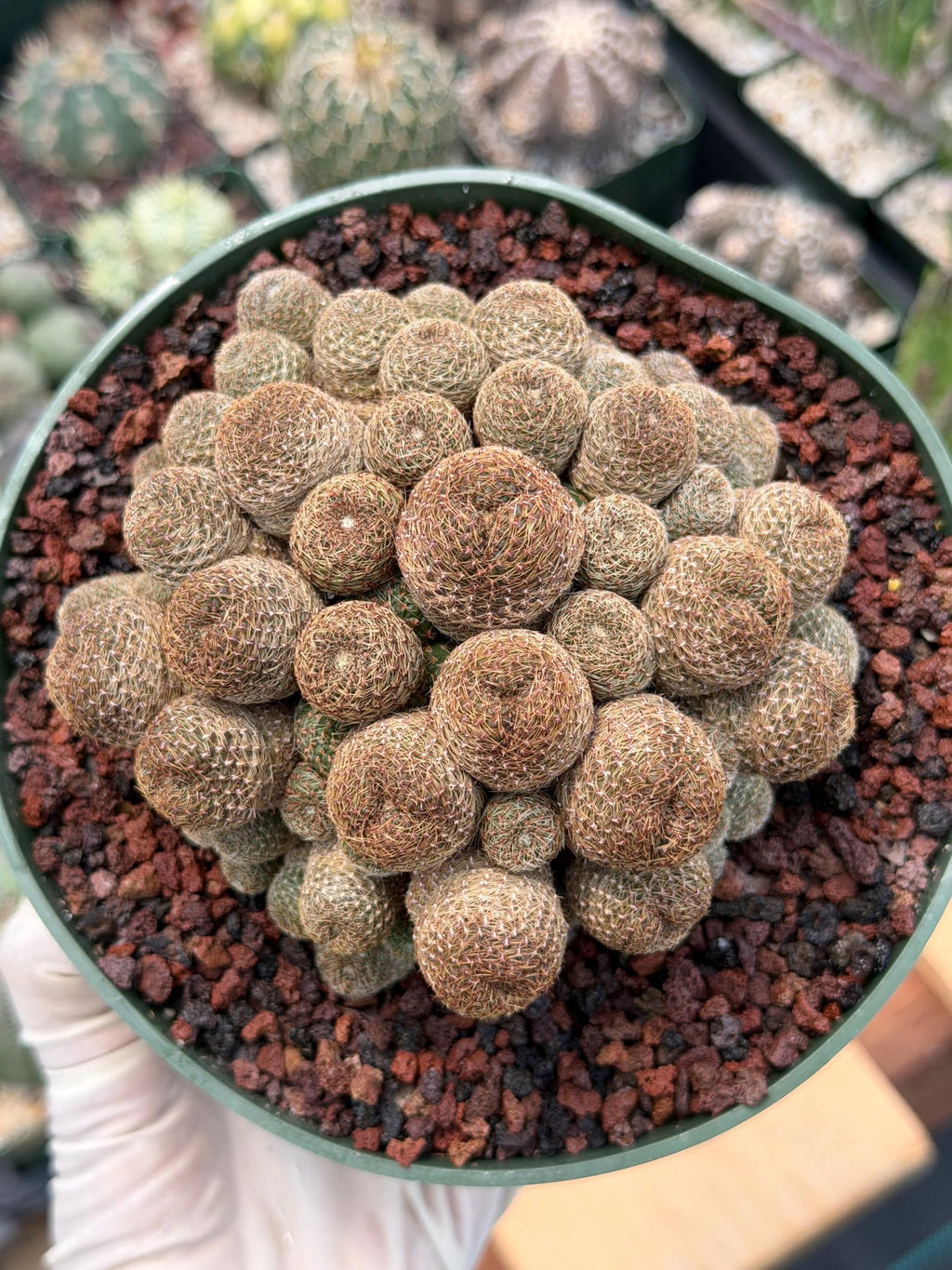 Rebutia Heliosa Cluster #193 | Rare Live Cactus | Own Root Specimen