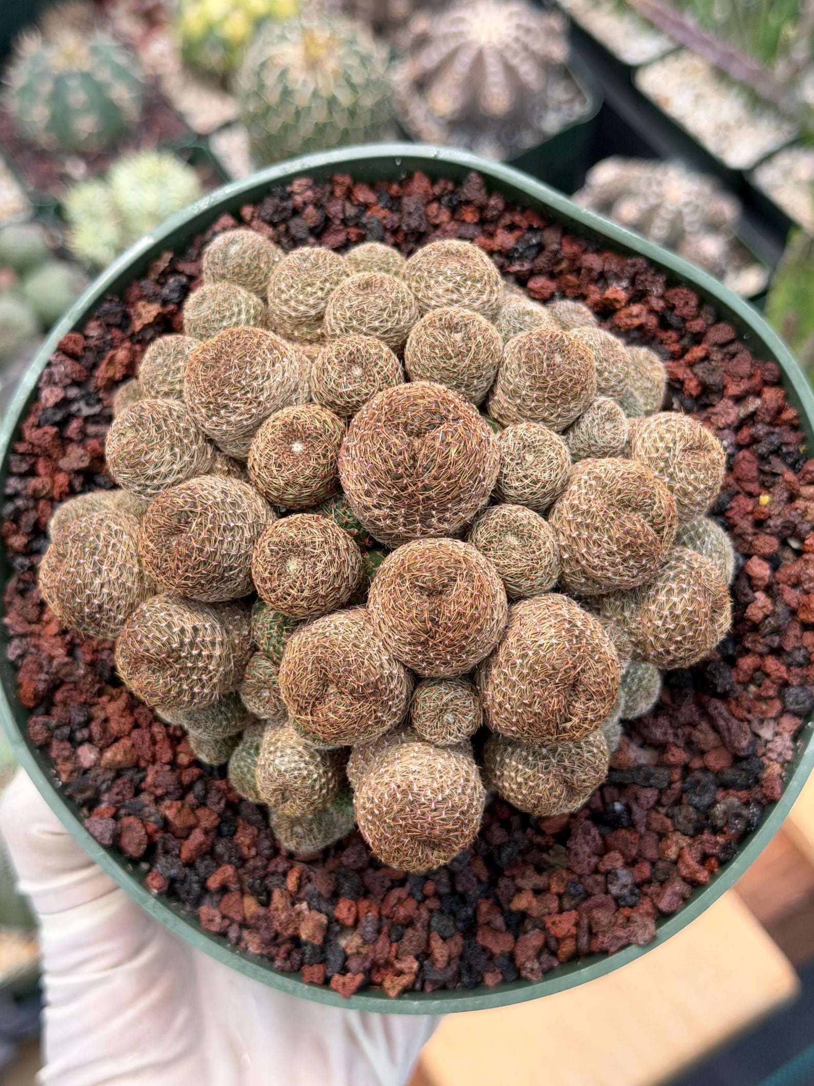 Rebutia Heliosa Cluster #193 | Rare Live Cactus | Own Root Specimen