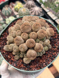Rebutia Heliosa Cluster #193 | Rare Live Cactus | Own Root Specimen
