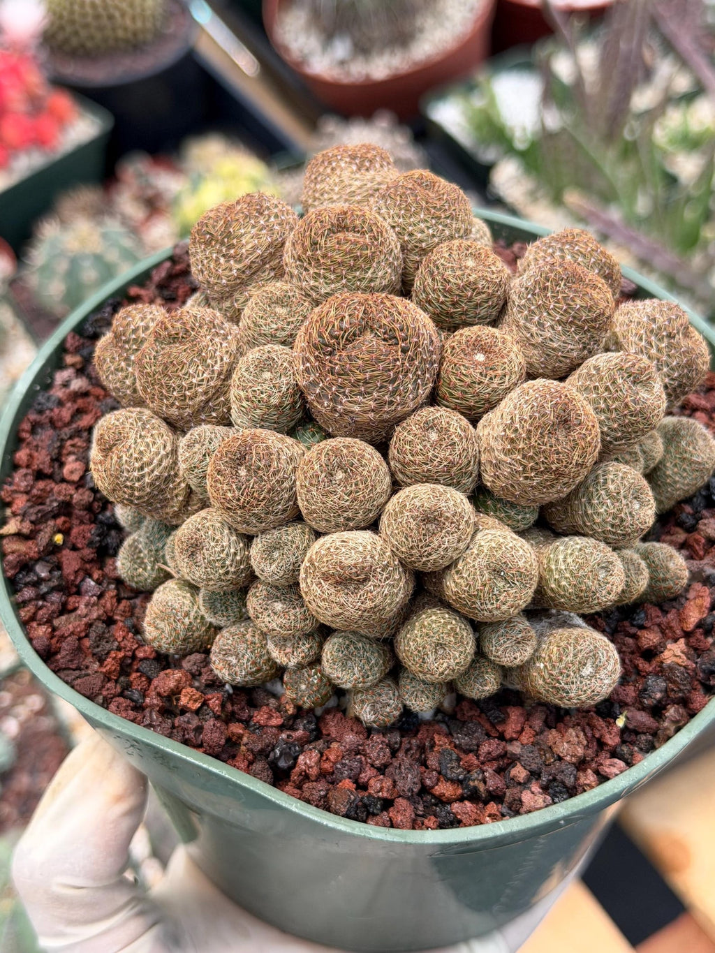 Rebutia Heliosa Cluster #193 | Rare Live Cactus | Own Root Specimen