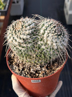 Mammillaria Owl Eyes Cactus #56 | Large Rare Live Cactus with White Spines