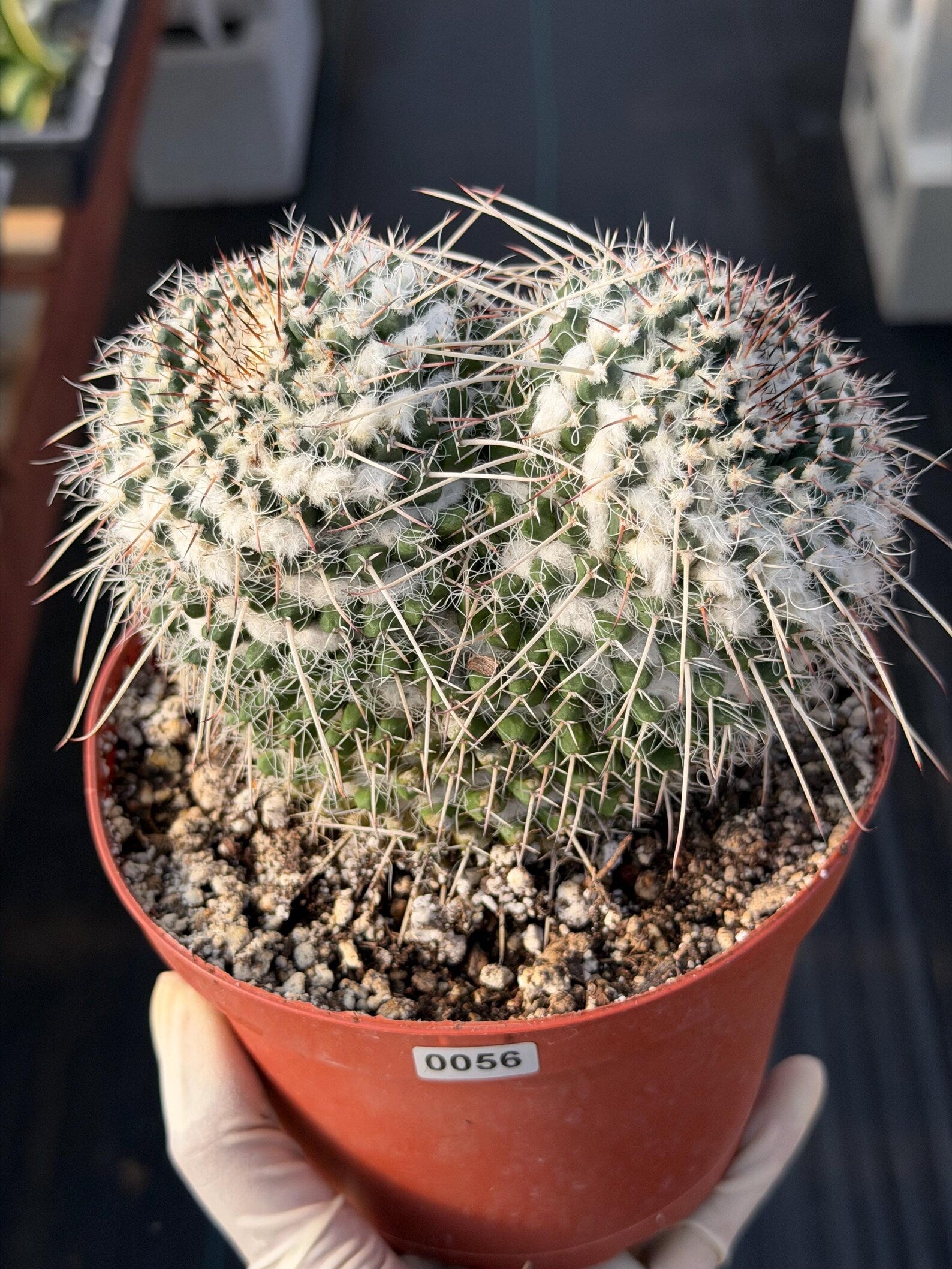 Mammillaria Owl Eyes Cactus #56 | Large Rare Live Cactus with White Spines