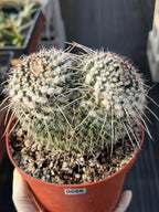 Mammillaria Owl Eyes Cactus #56 | Large Rare Live Cactus with White Spines