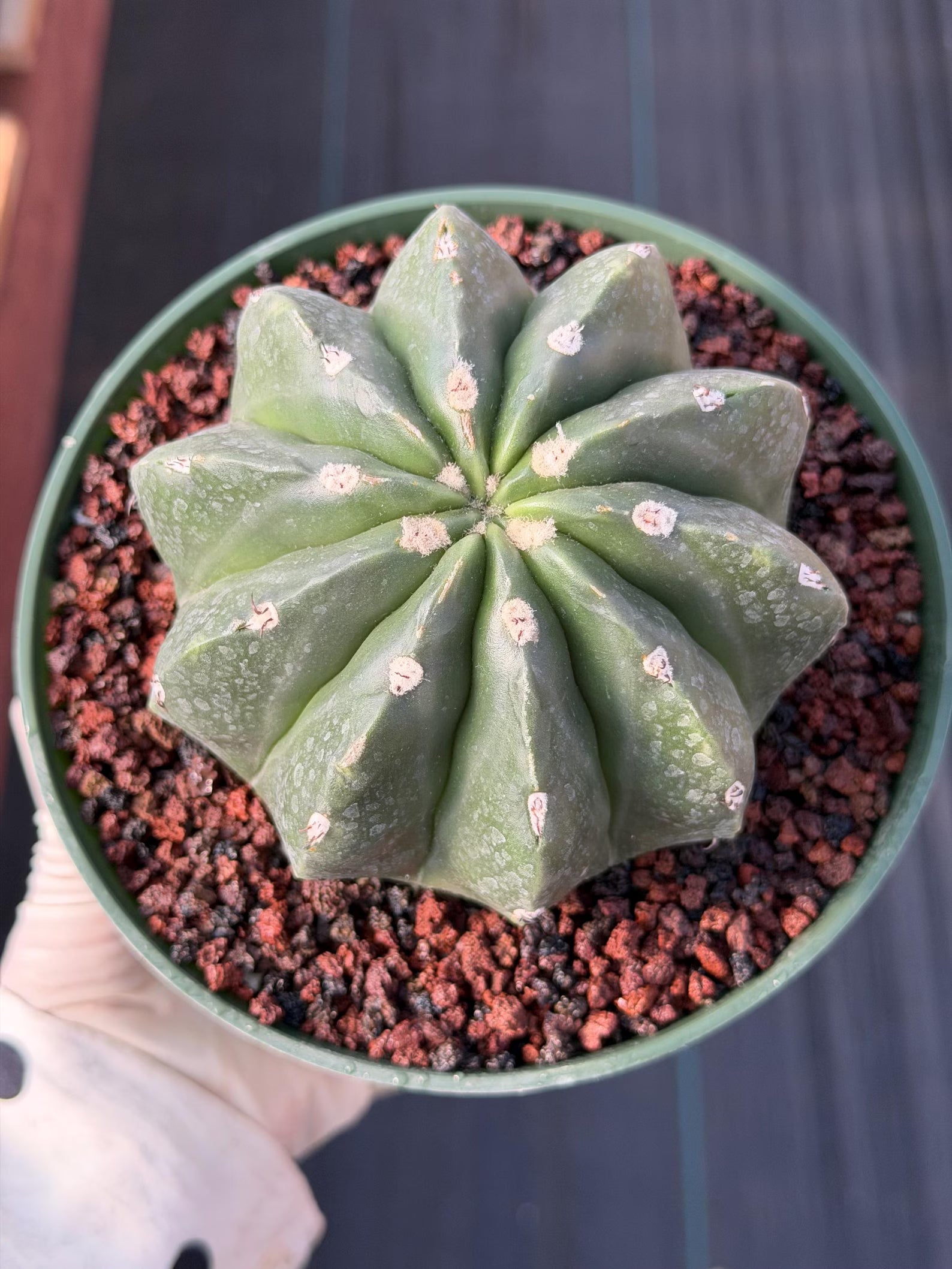 Melocactus Matanzanus Inermis | Spineless Live Cactus | Rare Seed Grown Plant