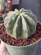 Melocactus Matanzanus Inermis | Spineless Live Cactus | Rare Seed Grown Plant
