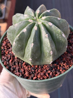 Melocactus Matanzanus Inermis | Spineless Live Cactus | Rare Seed Grown Plant
