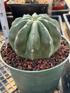 Melocactus Matanzanus Inermis | Spineless Live Cactus | Rare Seed Grown Plant