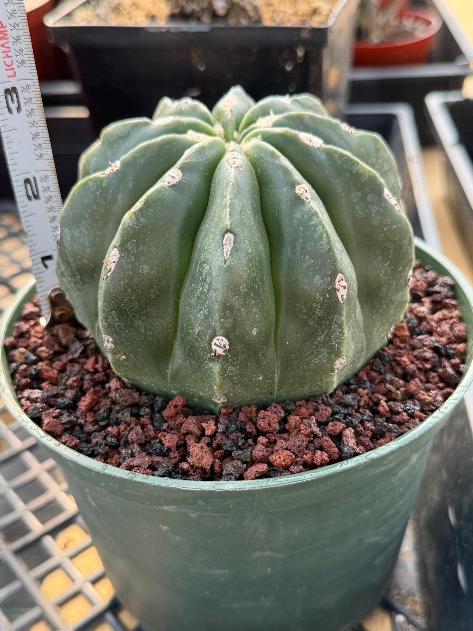 Melocactus Matanzanus Inermis | Spineless Live Cactus | Rare Seed Grown Plant