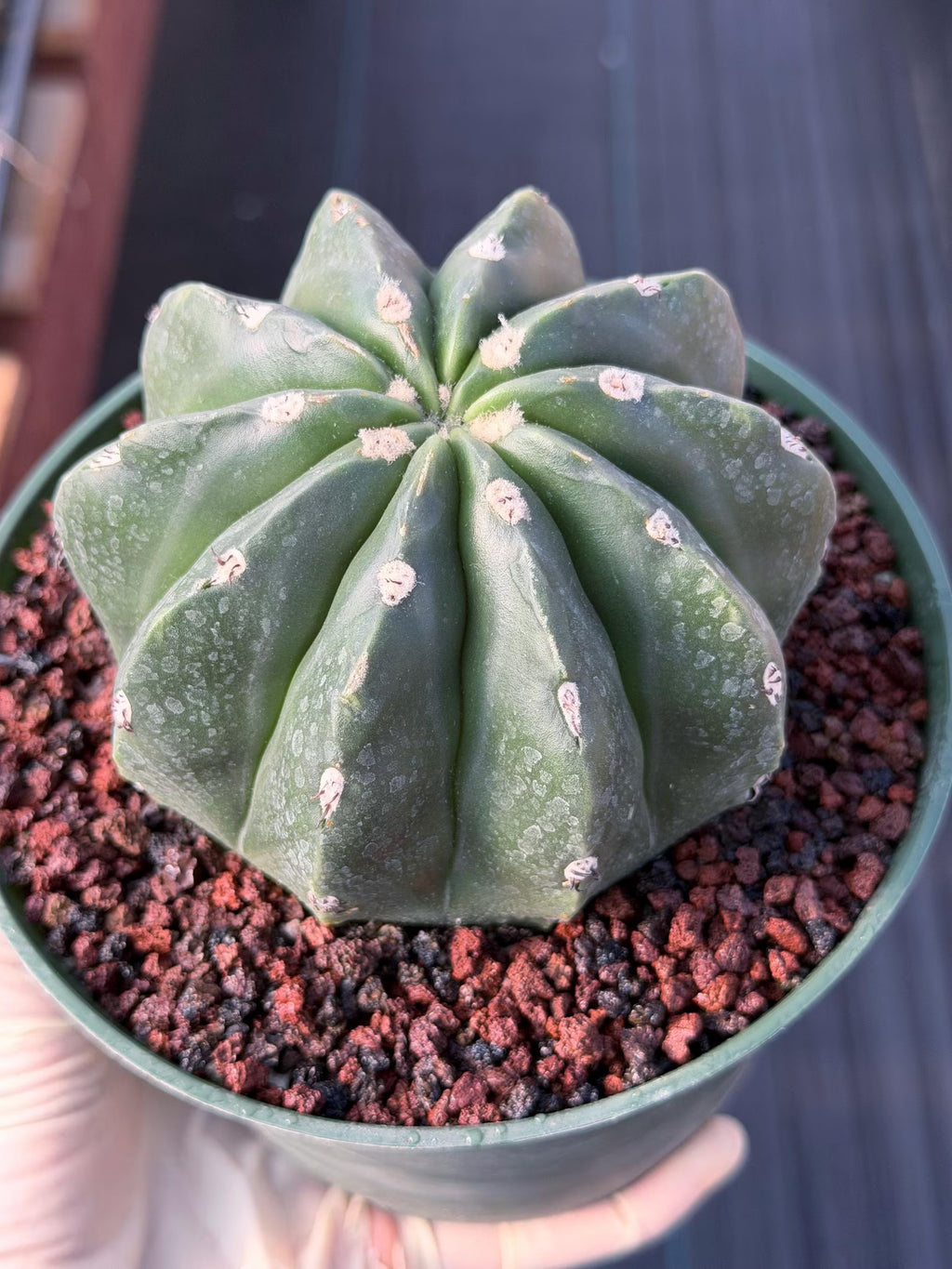 Melocactus Matanzanus Inermis | Spineless Live Cactus | Rare Seed Grown Plant