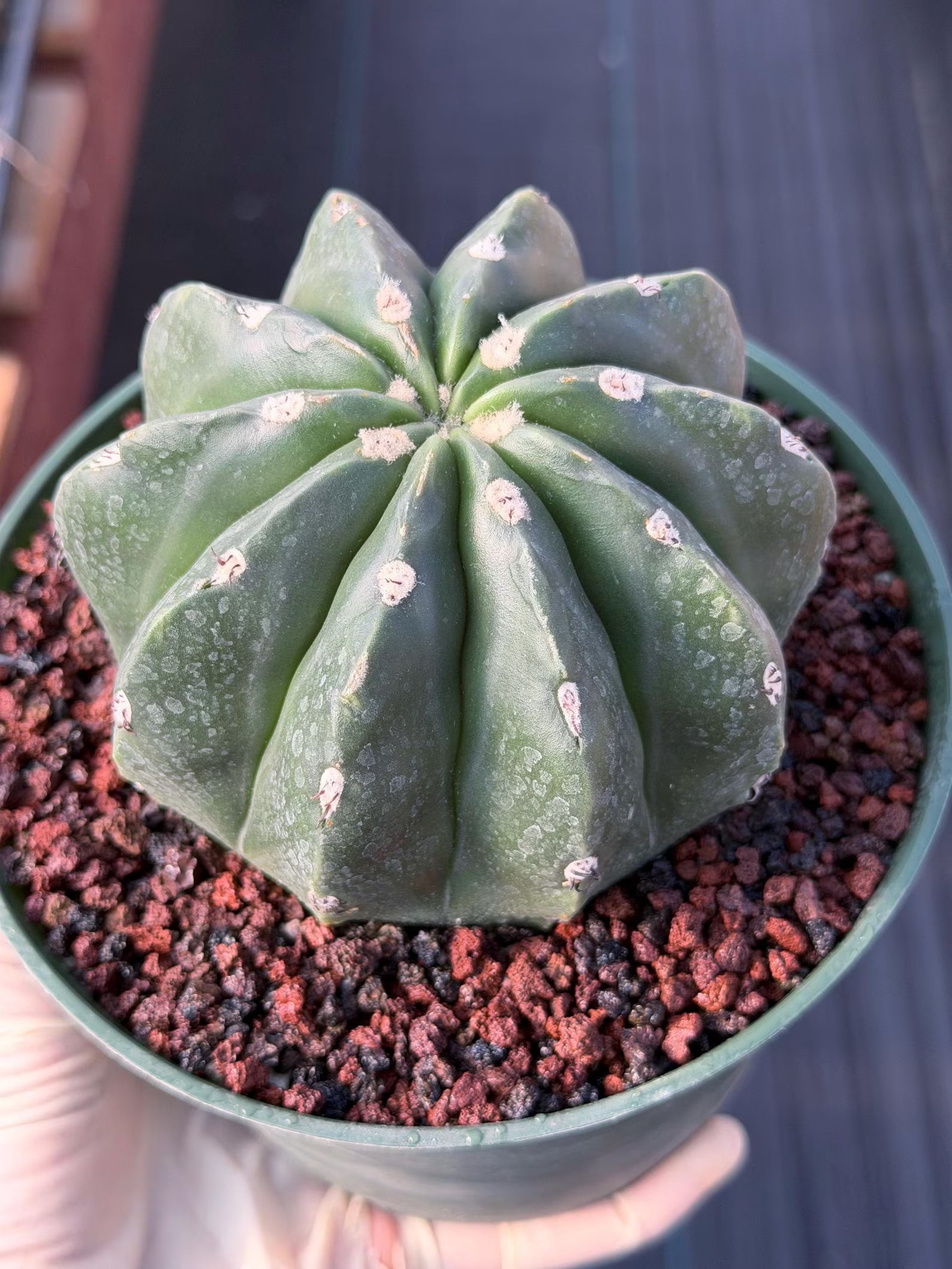 Melocactus Matanzanus Inermis | Spineless Live Cactus | Rare Seed Grown Plant