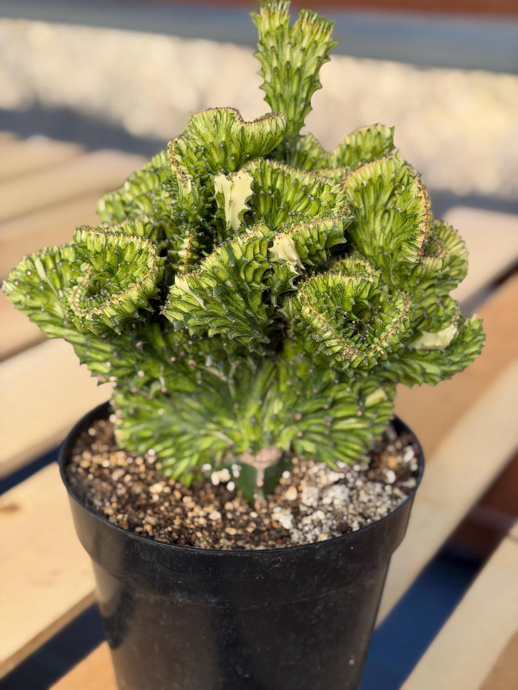 Crested Euphorbia Mint Cream Rare Coral Cactus – Exact Live Plant #50