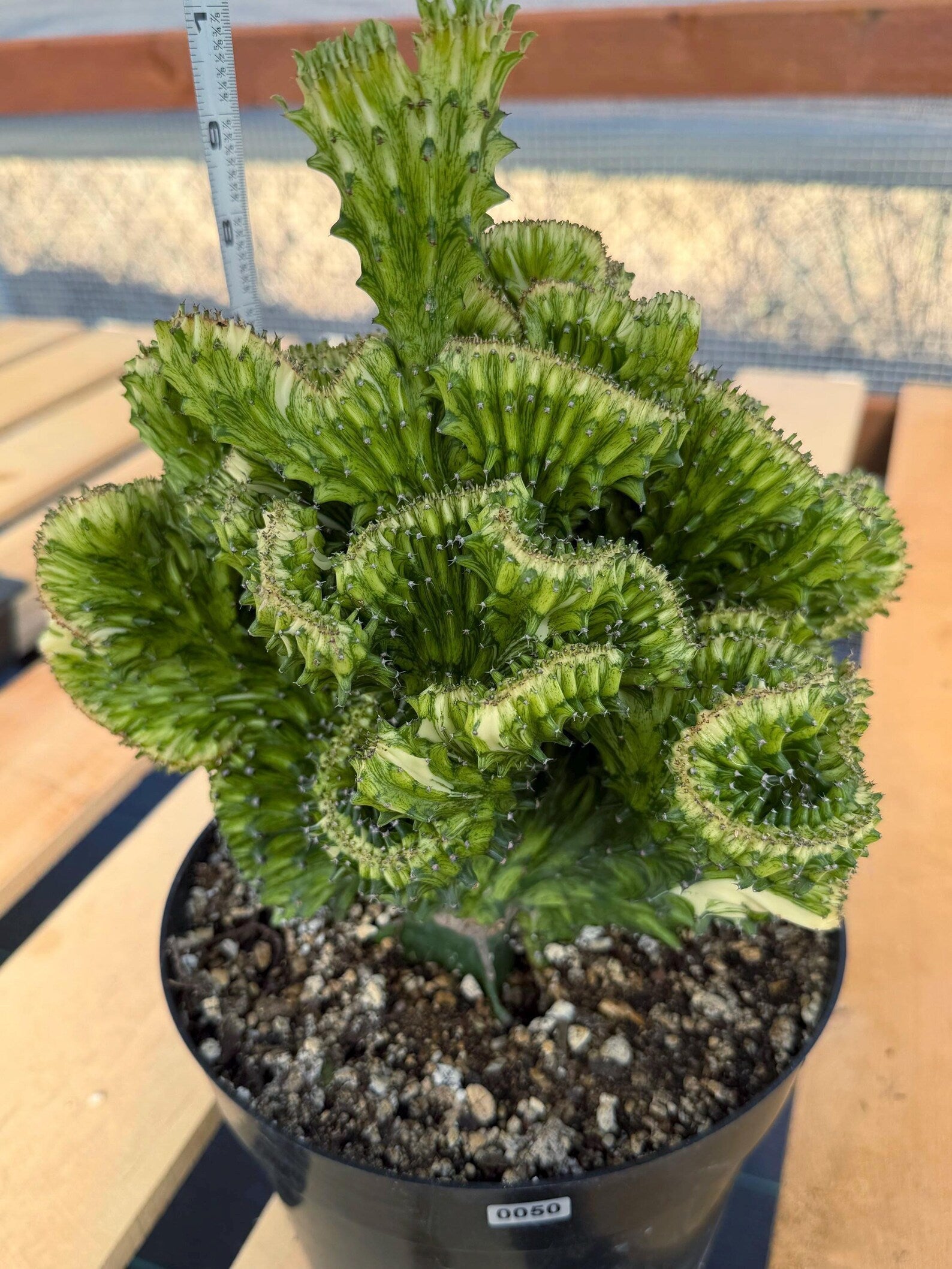 Crested Euphorbia Mint Cream Rare Coral Cactus – Exact Live Plant #50