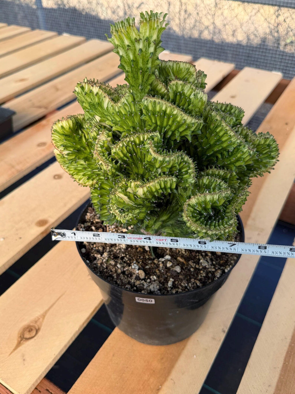 Crested Euphorbia Mint Cream Rare Coral Cactus – Exact Live Plant #50